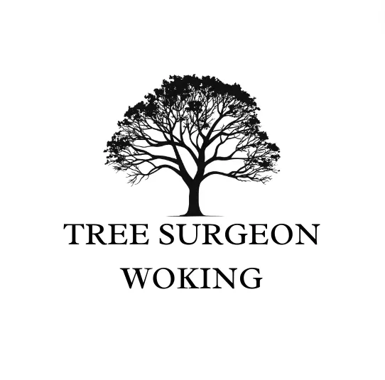 tree surgeon woking